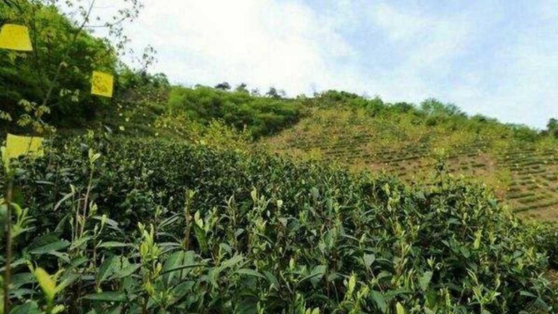 四川柑橘园无人机打药服务，如何选择性价比高的方案？**