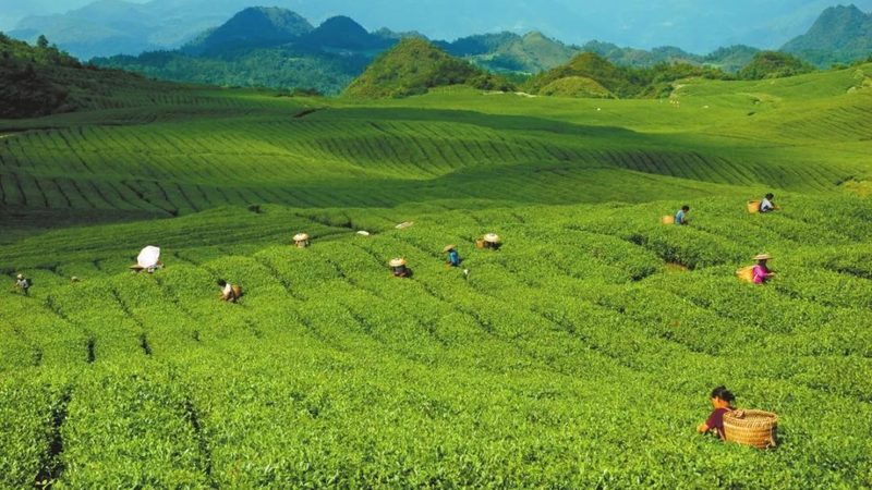 休闲农业开发，资质要求规范全解析
