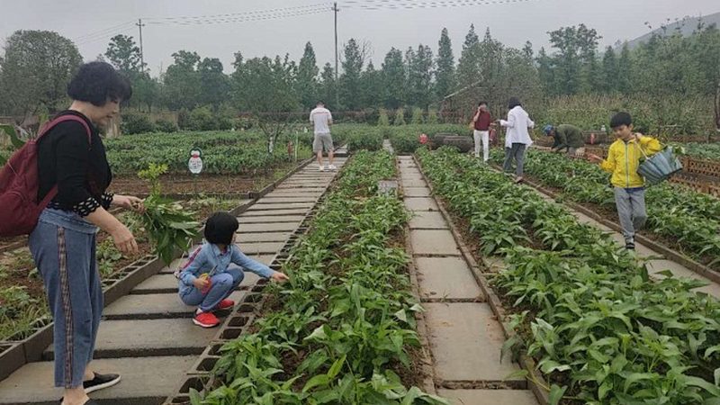 农产品配送系统：构建高效流通的桥梁**