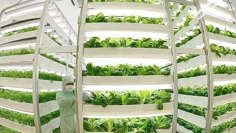 绿色食品认证与有机认证：优缺点对比分析