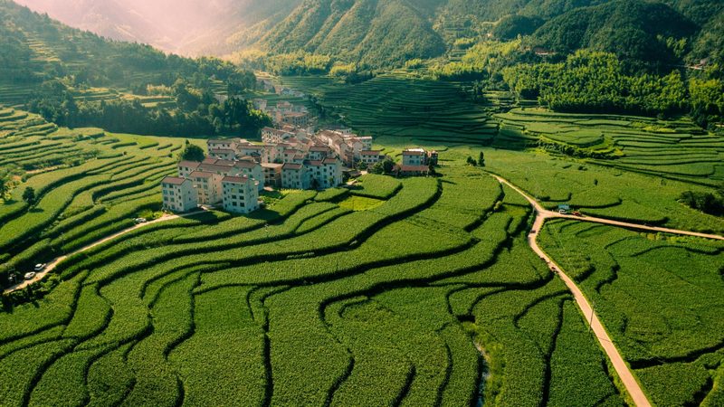大型粮食种植基地排名：揭秘高效农业背后的关键因素