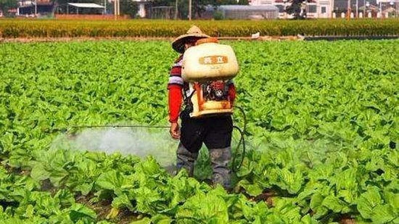 广州绿色食品批发市场的现状与趋势